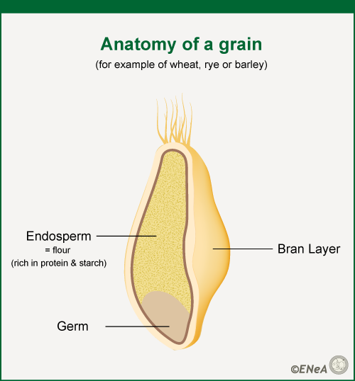 Anatomy of a grain