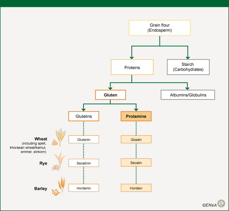 Classification of cereal proteins