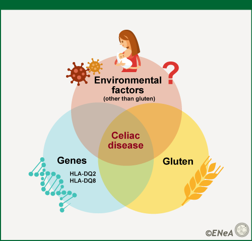 Environmental factors which may cause celiac disease