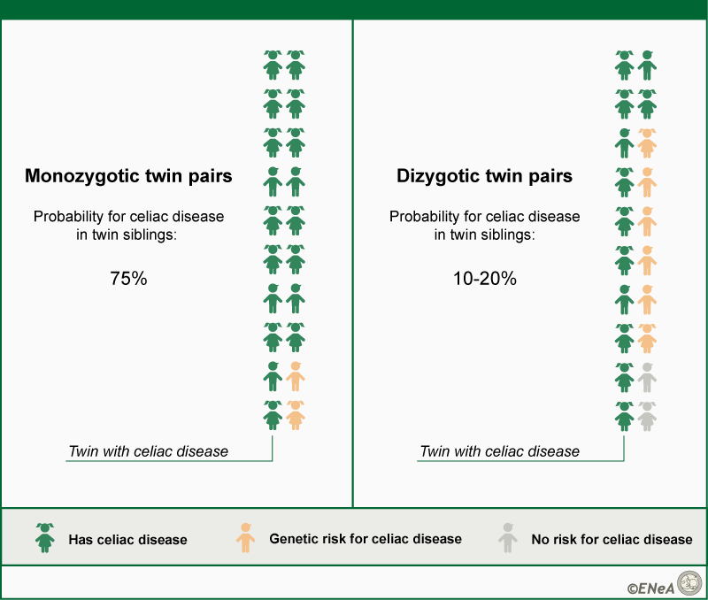 Twin studies show the strong genetic component of celiac disease