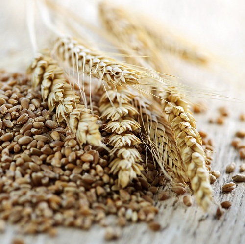 Wheat
