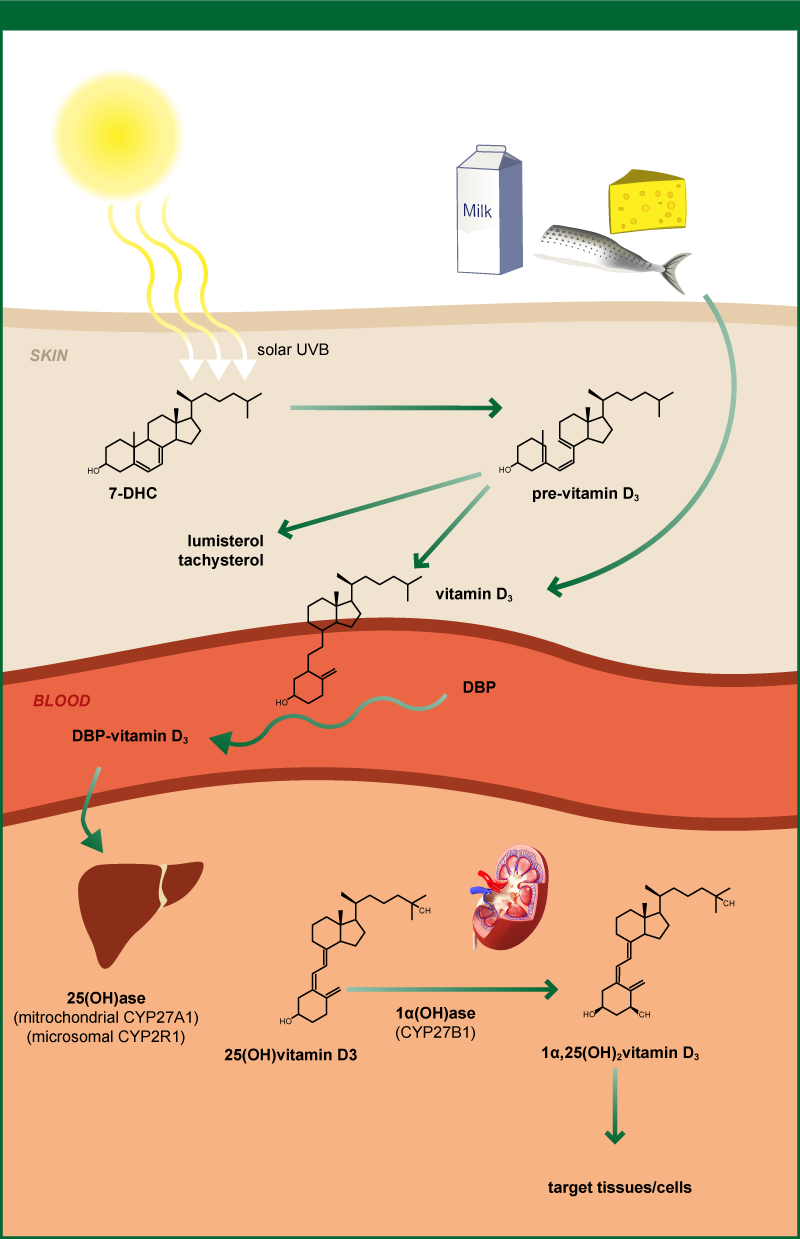 Figure 12: Vitamin D metabolism. 