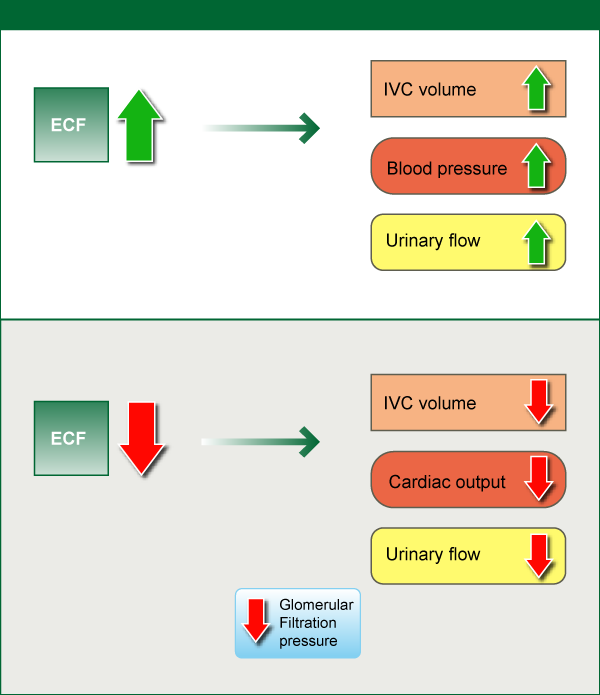 Figure 8. Fluid homeostasis controlled by the ECF (Extracellular Fluid) compartment under healthy conditions. IVC (intravascular compartment).