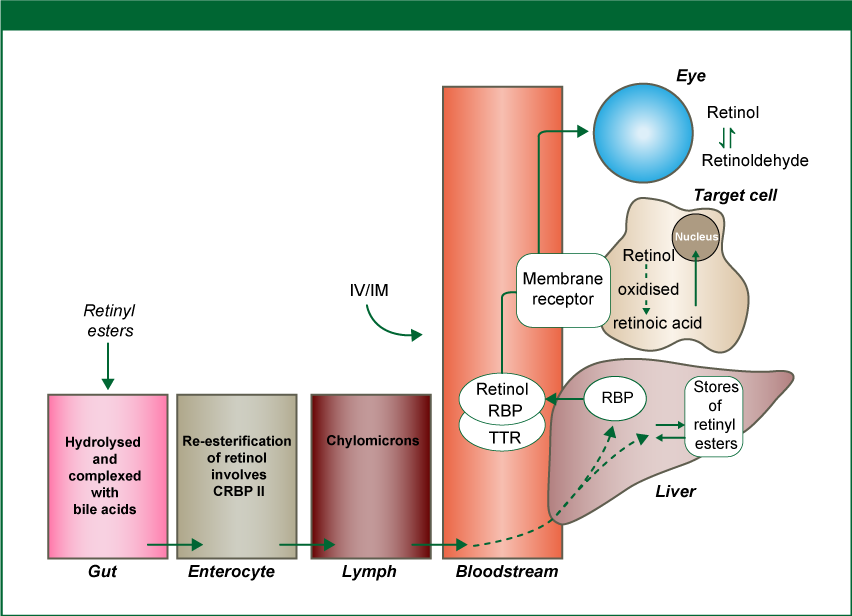 Figure 11: Uptake and metabolism of vitamin A
